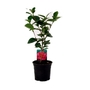 Camellia Pink