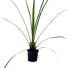 Cordyline Australis - Torbay Palm