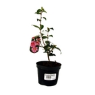 Camellia Pink  Semi-Double - Camellia