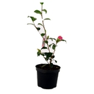 Camellia St. Ewe - Camellia