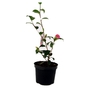 Camellia St. Ewe - Camellia