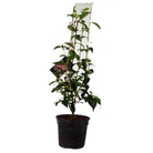 Camellia Cuspidata Spring Festival - Camellia