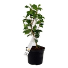 Camellia Japonica Jurys Yellow - Camellia