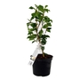 Camellia Japonica Jurys Yellow - Camellia