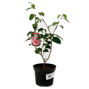 Camellia Japonica Elegans - Camellia