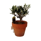 Olea Europaea - Olive Bush