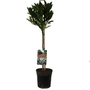 Laurus Nobilis - Bay Tree