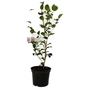 Camellia Debbie - Camellia