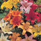Asiatic Lilies Mix x 25