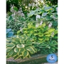 Hostas Mix x 5