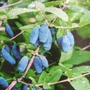 Honeyberry Pair