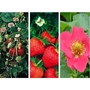 Multicoloured Strawberry Collection  18 Plants