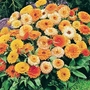 Calendula Fiesta Gitana Seeds