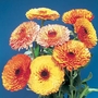 Calendula Flame Dancer Seeds