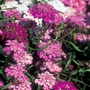 Candytuft Fairy Mix Seeds