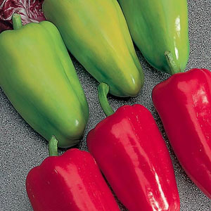 Capsicum F1 Gypsy Seeds