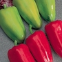 Capsicum F1 Gypsy Seeds