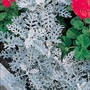 Cineraria Maritima Silverdust Seeds