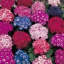 Cineraria Spring Glory Seeds