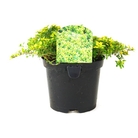 Thymus Andersons Gold - Thyme