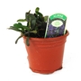 Ajuga Reptans Chocolate Chip - Carpet Bugle