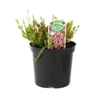 Erica X Darleyensis Moonshine - Winter Heather