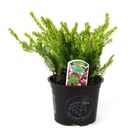 Erica Carnea Myretoun Ruby - Winter Heather