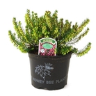 Erica Carnea Ann Sparkes - Winter Heather