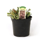 Erica Carnea King George - Winter Heather