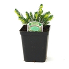 Erica X Darleyensis White Perfection - Winter Heather
