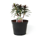 Euphorbia Blackbird - Spurge