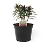 Euphorbia Blackbird - Spurge