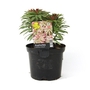 Euphorbia Helenas Blush - Spurge