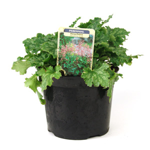 Heuchera Strawberry Swirl - Coral Flower