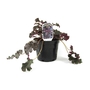 Heuchera Prince - Coral Flower