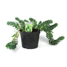 Euphorbia Myrsinites
