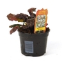 Ajuga reptans Rainbow - Bugle