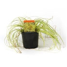 Evergold Sedge Grass