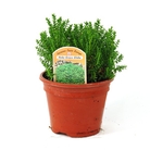Hebe Green Globe - Shrubby Veronica