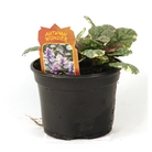 Ajuga Reptans  Burgundy Glow - Bugle
