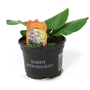 Bergenia Cordifolia Elephants Ears