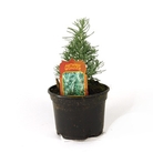 Helichrysum italicum  Curry Plant