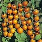 Tomato : Sungold 5 young plants (outdoors)