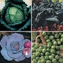 Brassica - May Plant Collection 60 plants - 15 of each