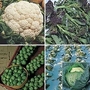 Brassica - June Plant Collection 60 plants - 15 of each