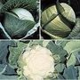 Brassica : Clubroot Resistant Collection 36 plants - 12 of each