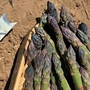 Asparagus : Ariane : Spring Planting 25 crowns