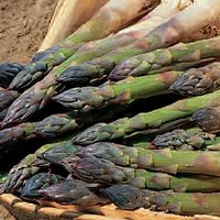 Asparagus : Guelph Millennium : Spring Planting 25 crowns