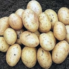 Potato : Christmas New Potato : Carlingford 5 tuber net