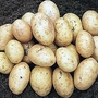 Potato : Christmas New Potato : Carlingford 5 tuber net
